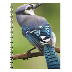 Blue Jay thinking of you friend family mum dad Spiral Notebook