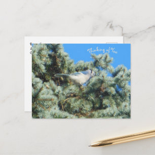 Blue Jay Thinking of You Postcard