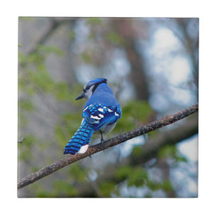 Blue Jay Tile