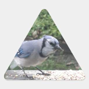 Blue Jay Triangle Sticker