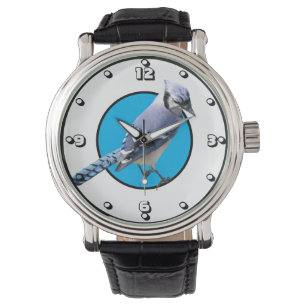 Blue Jay Watch