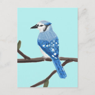 Blue Jay Watercolor Painting Postcard