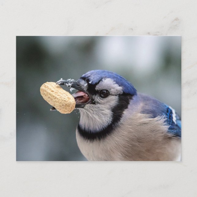 Blue jay with a peanut postcard (Front)