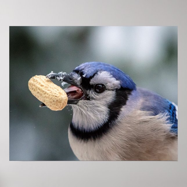 Blue jay with a peanut poster (Front)