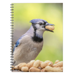 Blue jay with a peanut spiral notebook