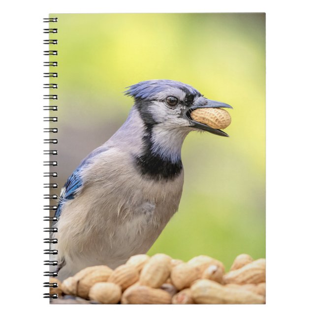 Blue jay with a peanut spiral notebook (Front)