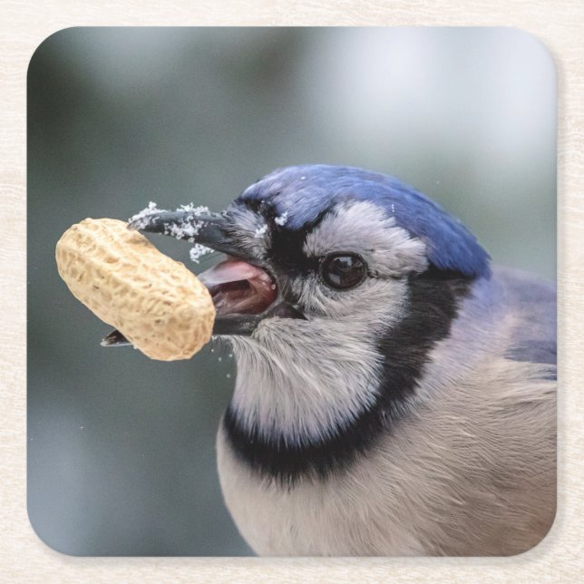 Blue jay with a peanut square paper coaster (Front)
