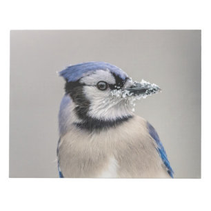 Blue jay with snow on his beak notepad