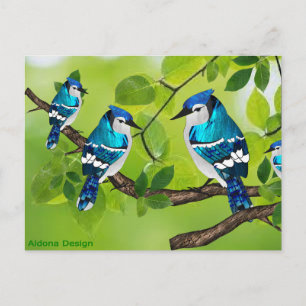 Blue jays on a branch postcard