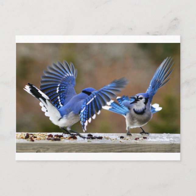 Blue Jays Postcard (Front)