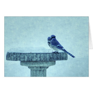 Blue Jays Winter Feeding Painterly Greeting Card