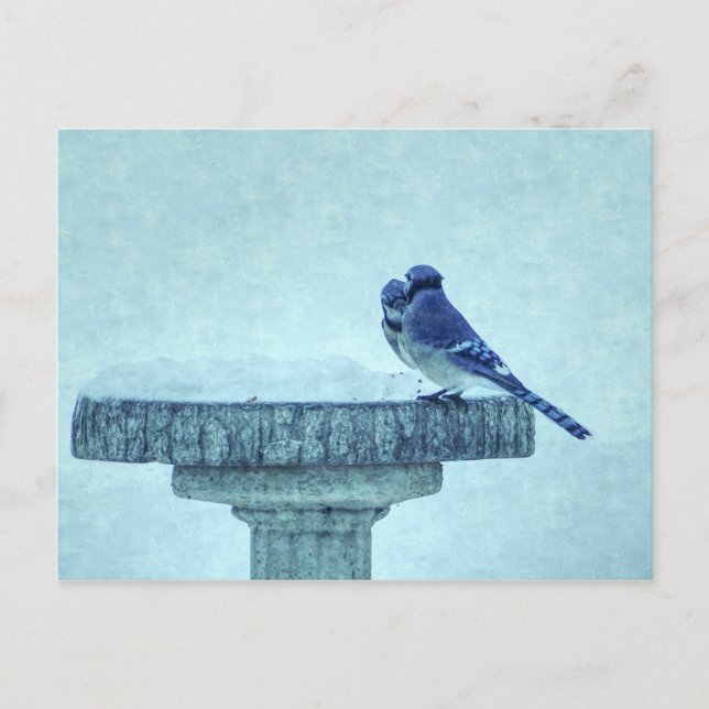 Blue Jays Winter Feeding Painterly Postcard (Front)