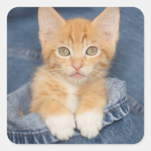 Blue Jean Baby Orange Kitten Square Sticker