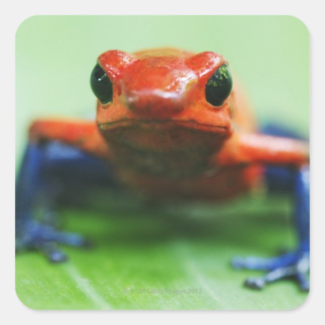 Blue Jean Frog Square Sticker (Front)