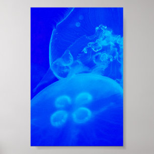 Blue Jellyfish Poster