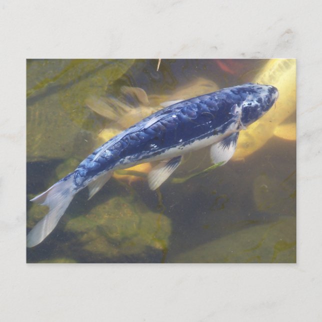 Blue koi postcard (Front)
