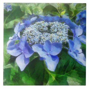 Blue Lace Cap Hydrangea Let's Dance Starlight Tile