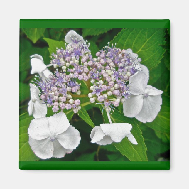 Blue Lace Hydrangea Coordinating Items Magnet (Front)