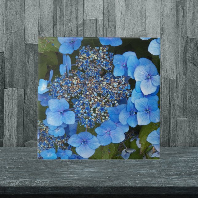 Blue Lacecap Hydrangea Floral Tile (In Situ)