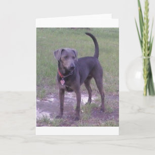 blue lacy full card