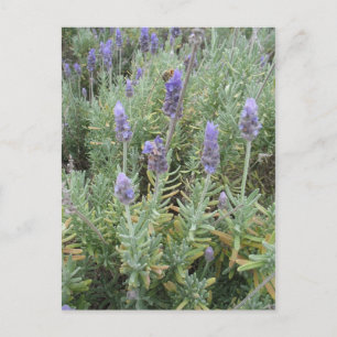 blue lavender and bee postcard
