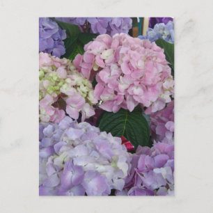Blue Lavender Hydrangeas Postcard