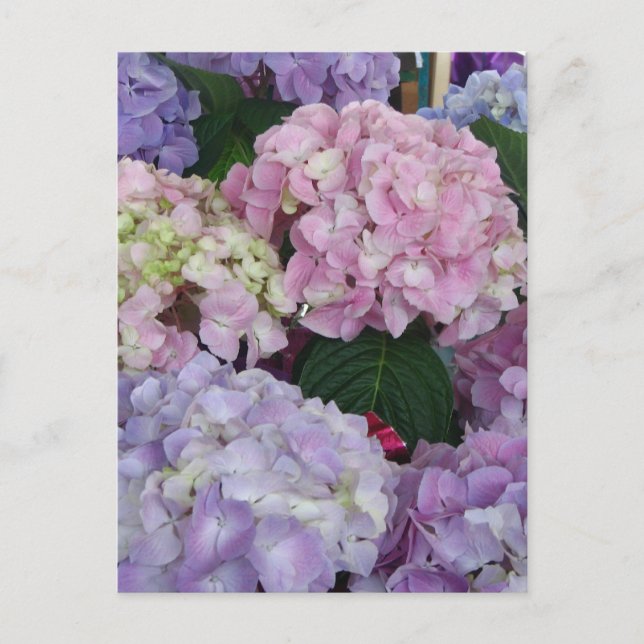 Blue Lavender Hydrangeas Postcard (Front)