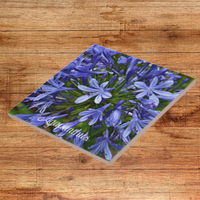 Blue Lily of the Nile Agapanthus Floral Tile (In Situ)