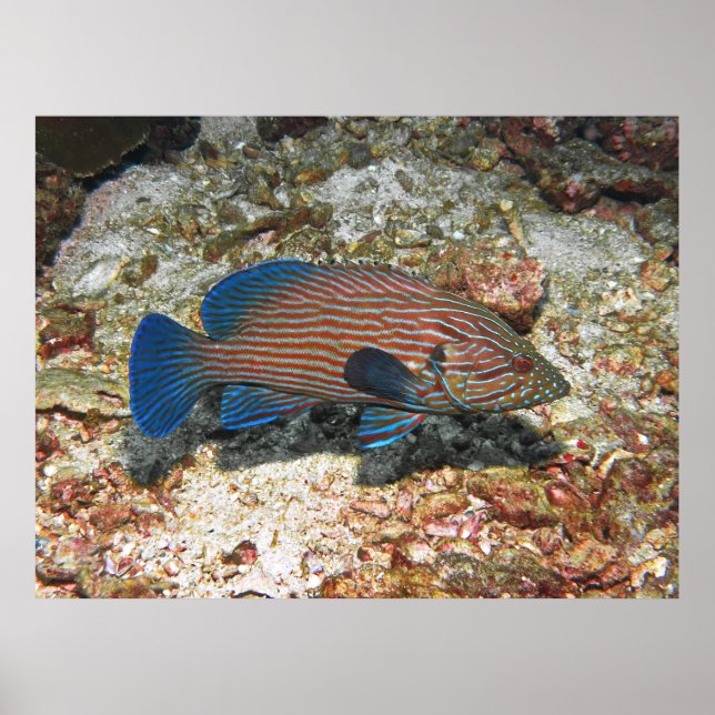 Blue Lined Grouper Poster (Front)