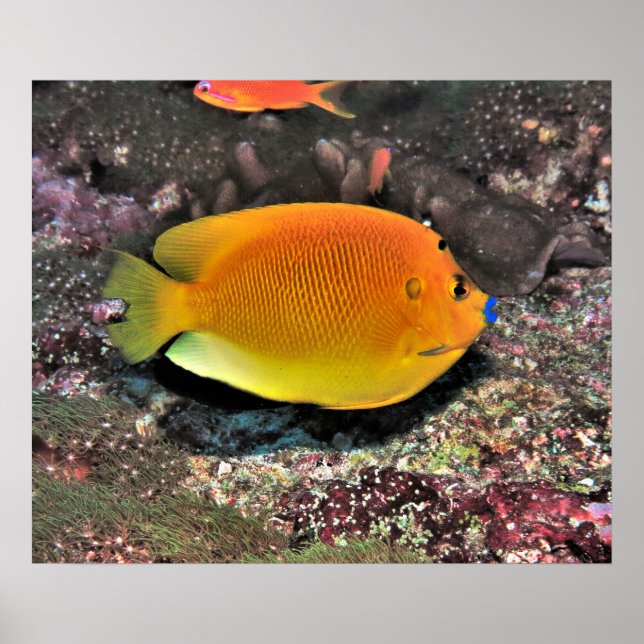 Blue Lip Angelfish Poster (Front)