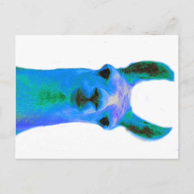 Blue Llama Graphic Postcard (Front)