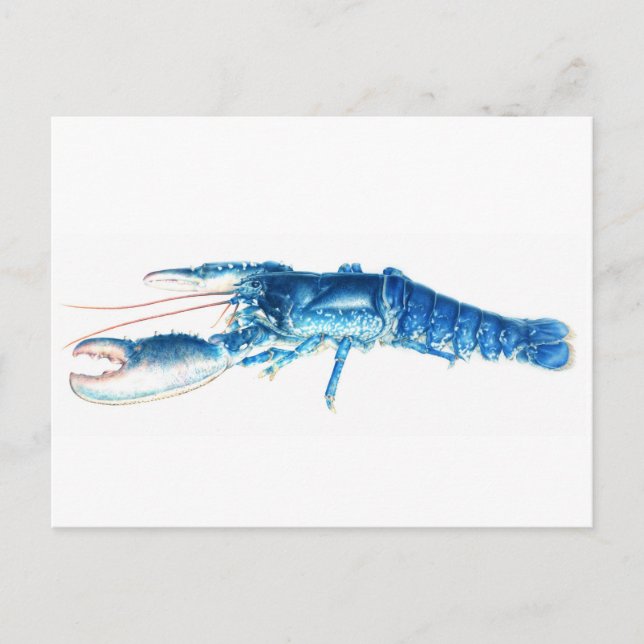 Blue lobster fine art watercolor postcard (Front)