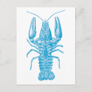Blue Lobster Postcard