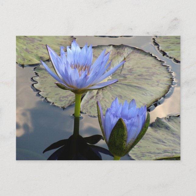 Blue Lotus Duet Postcard (Front)