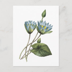 blue lotus(Nymphaea caerulea) by Redouté Postcard