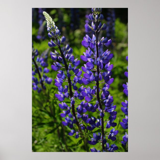 Blue Lupines Poster (Front)
