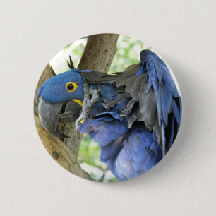 Blue Macaw Button