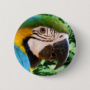 Blue Macaw Parrot Button