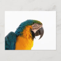 Blue macaw parrot