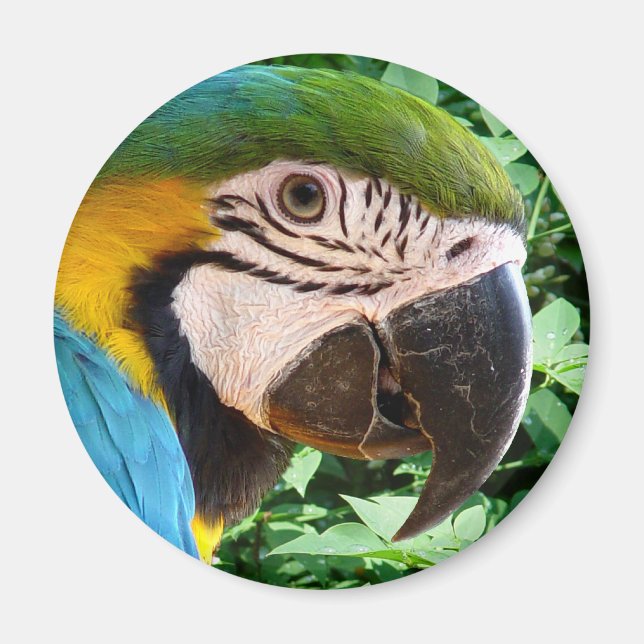 Blue Macaw Parrot Magnet (Front)