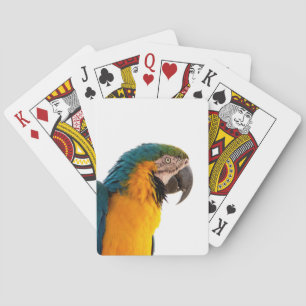 Blue macaw parrot  playing cards