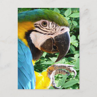 Blue Macaw Parrot Postcard