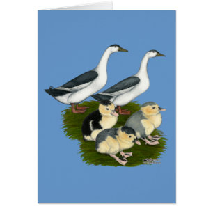 Blue Magpie Duck Family