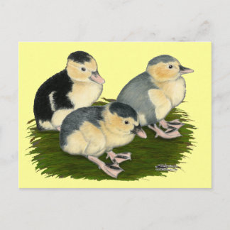 Blue Magpie Ducklings Postcard