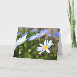 Blue Marguerite Flowers Greeting Card,Note Card