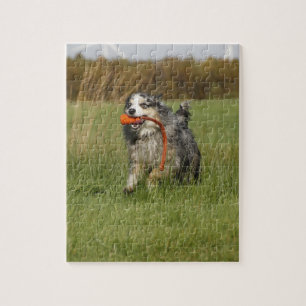 blue merle aussie running w toy jigsaw puzzle