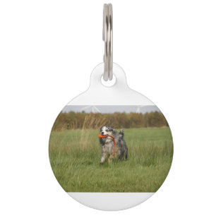 blue merle aussie running w toy pet tag