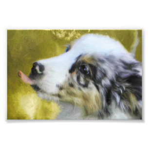 Blue Merle Australian Shepherd puppy 2 Photo Print