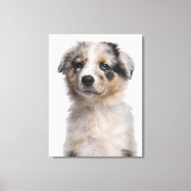 Blue Merle Australian Shepherd puppy close-up Canvas Print (Front)