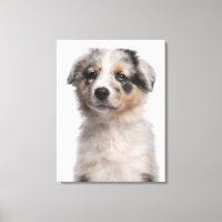 Blue Merle Australian Shepherd puppy close-up